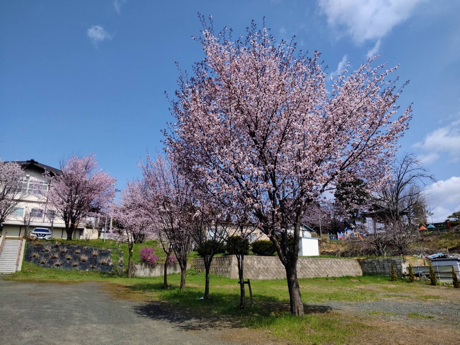 桜が満開です | 北見神社