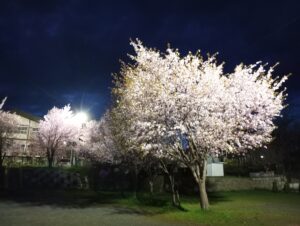 夜桜ライトアップのお知らせ